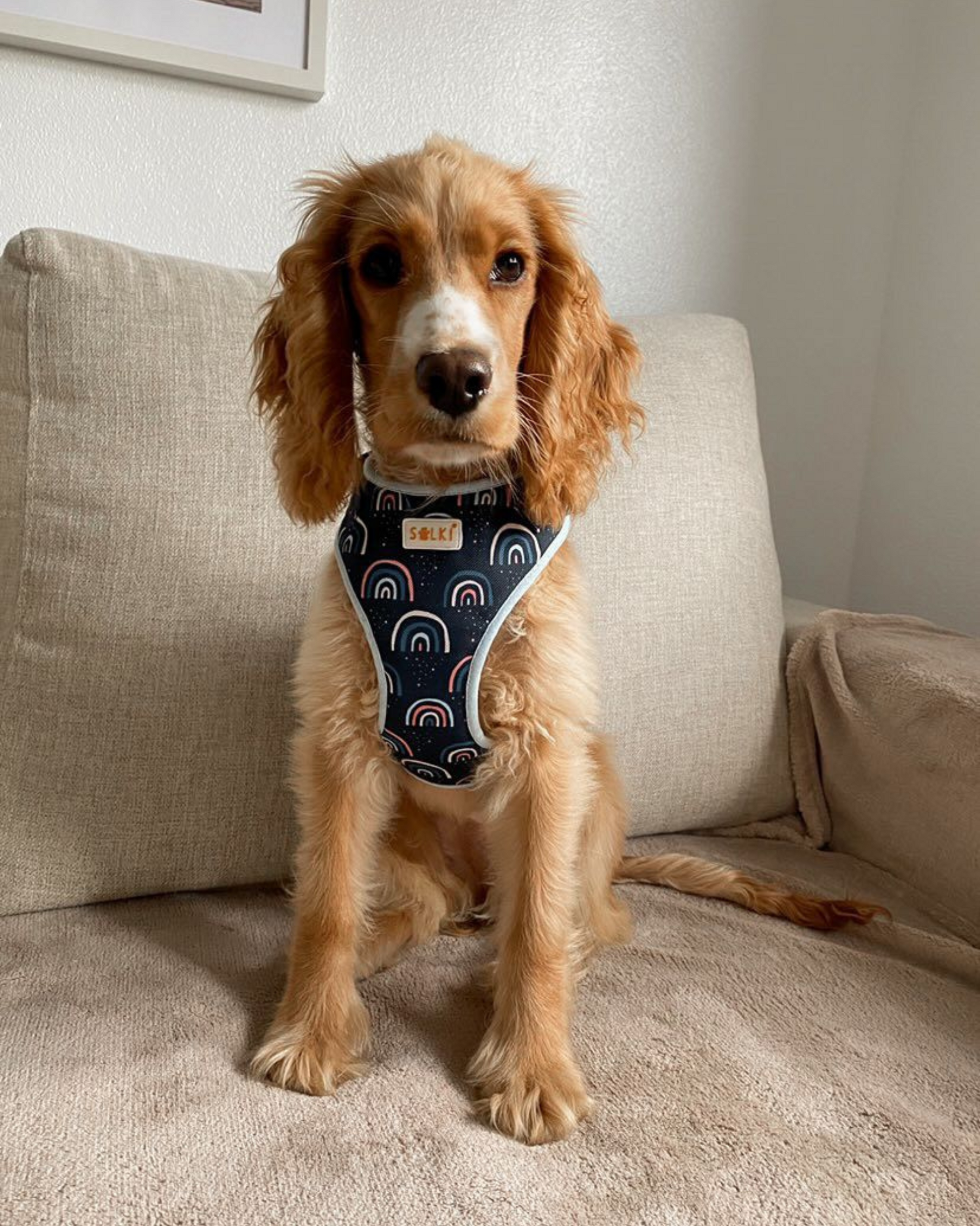 Harnesses