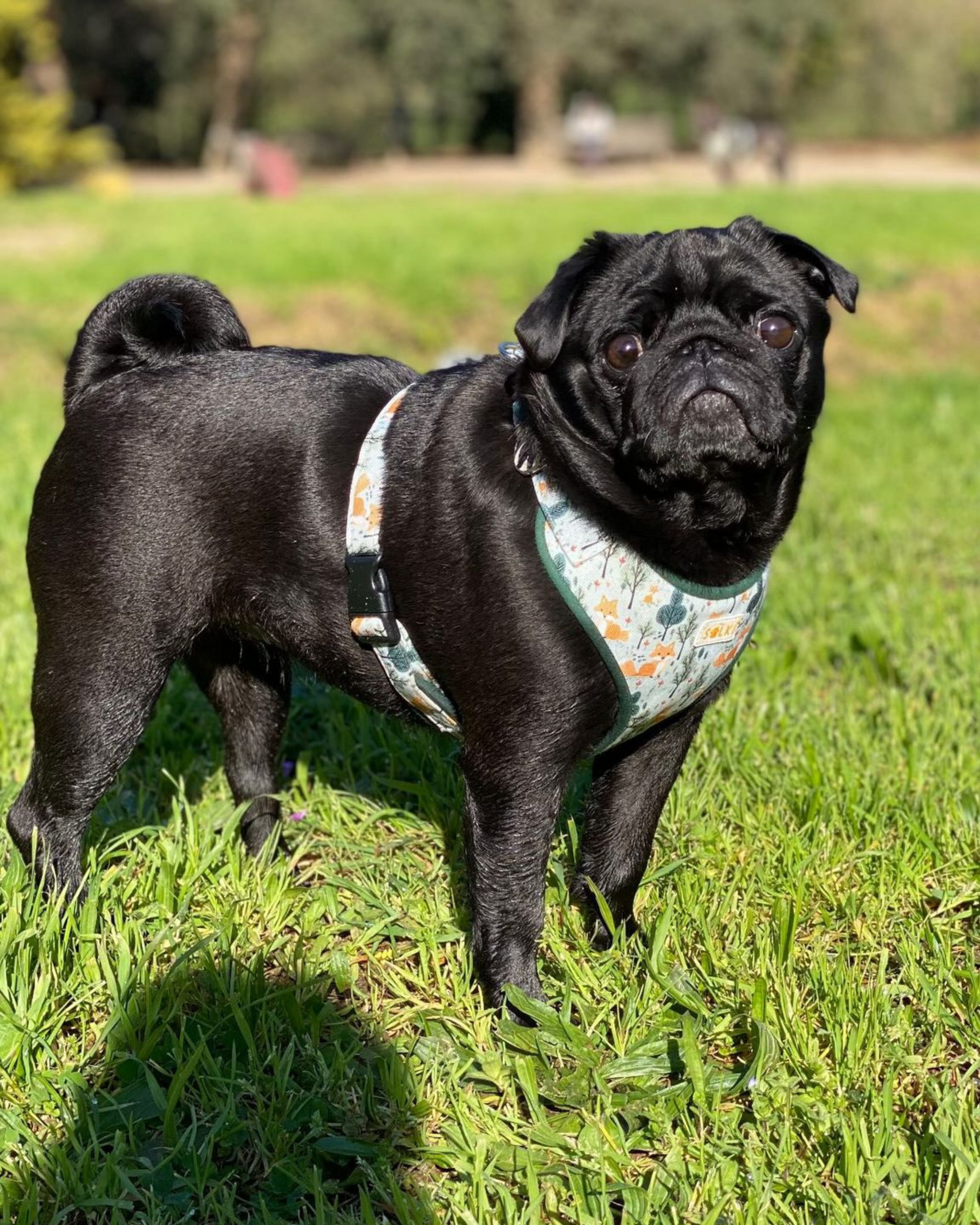 Harnesses
