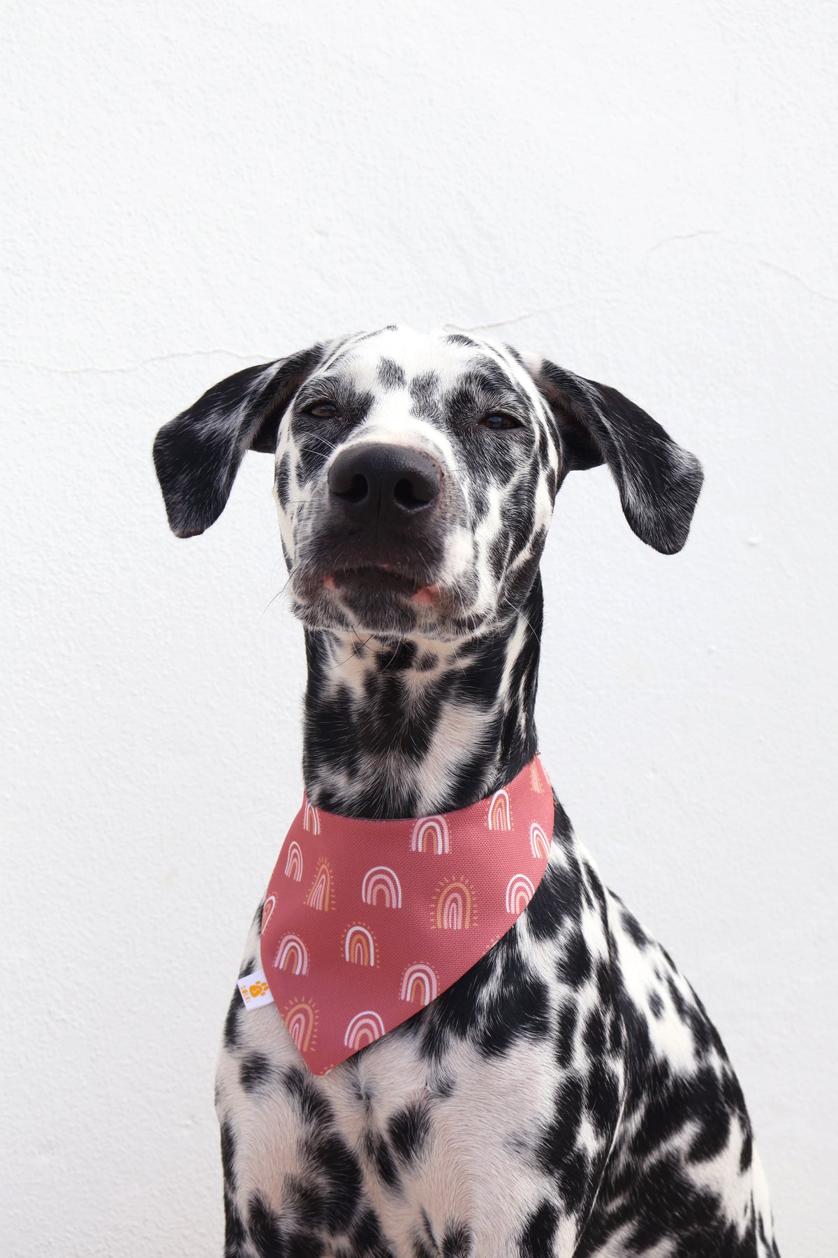 Bandana - Zaya