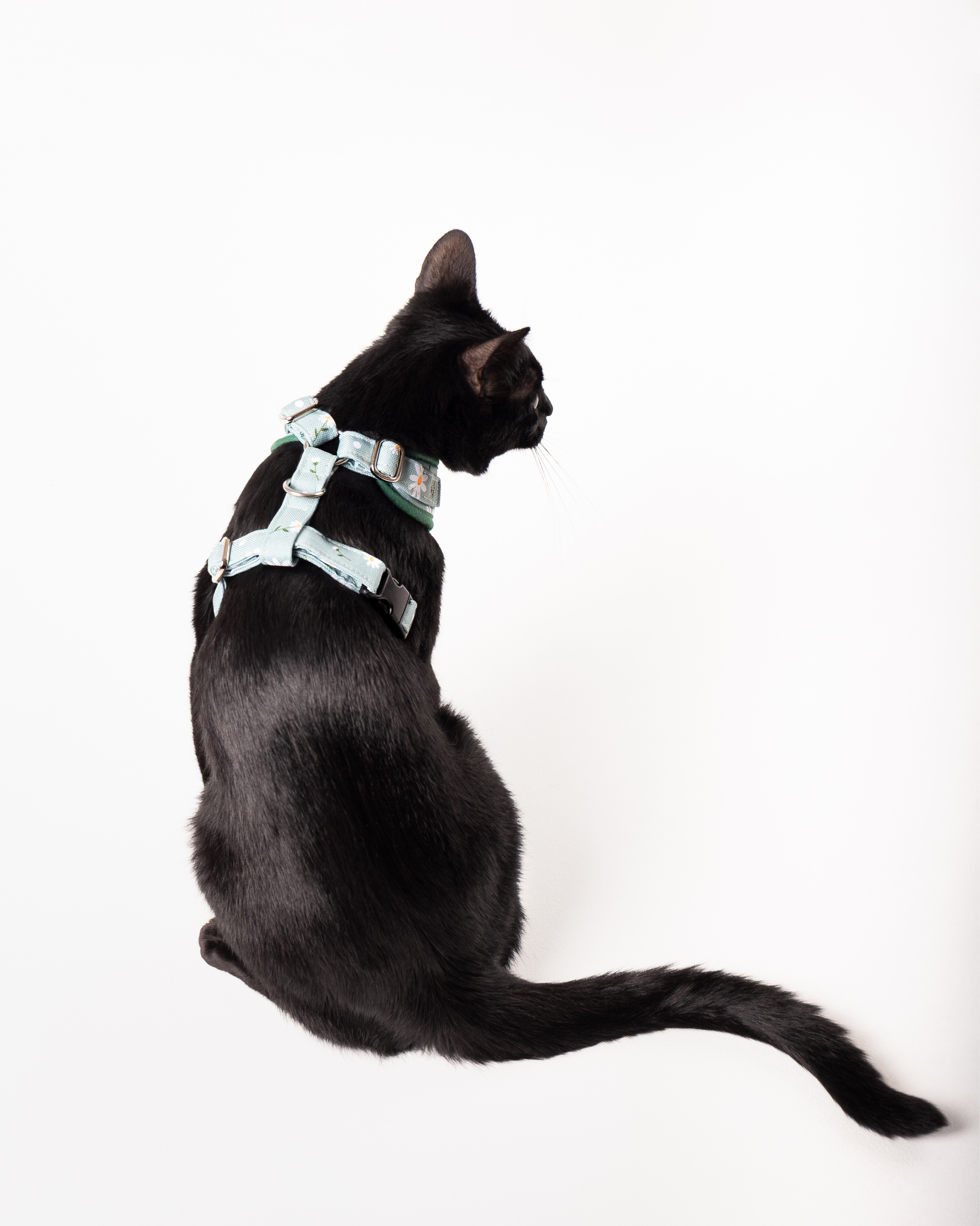 Peitoral Gato - Zara