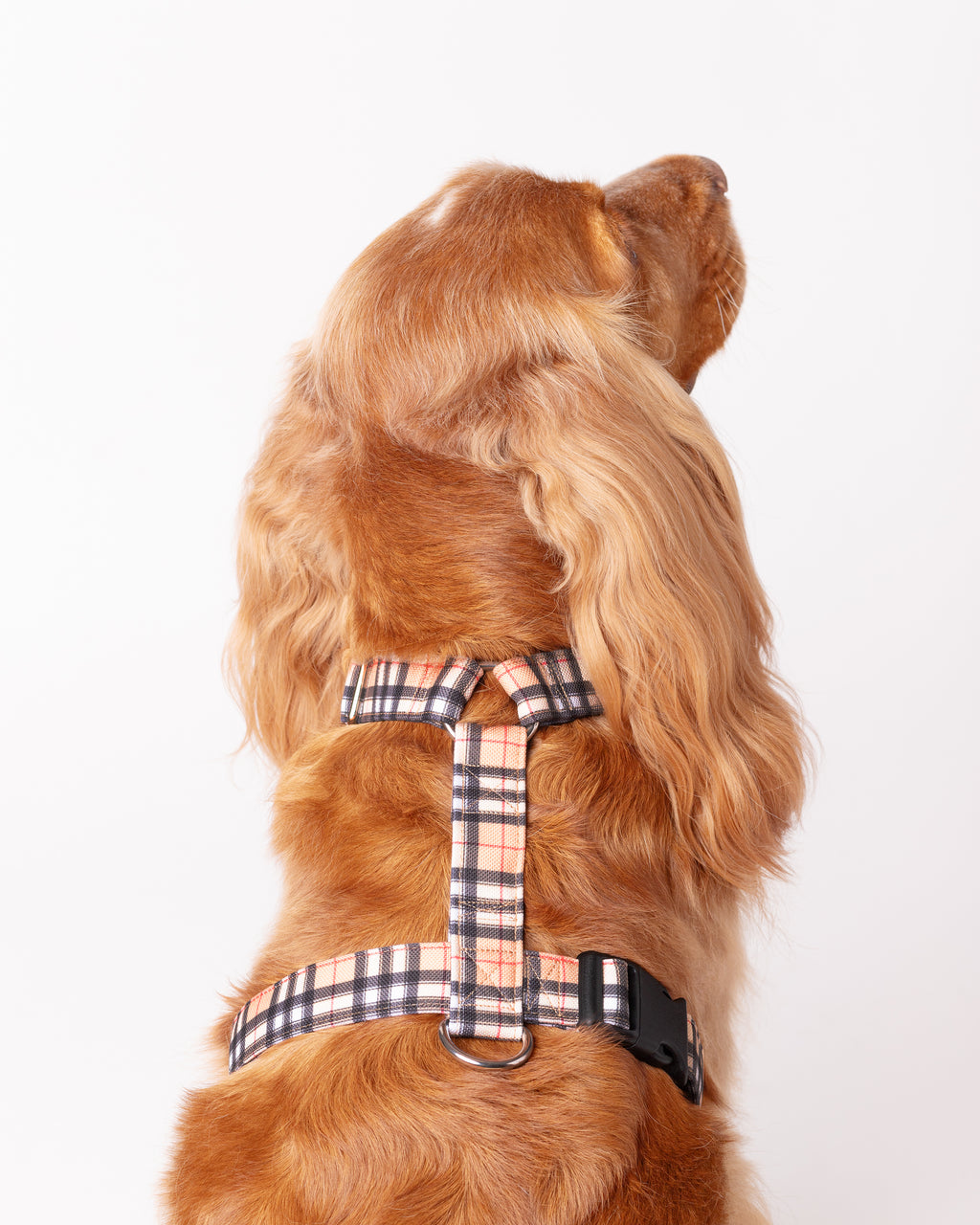 Y Harnesses